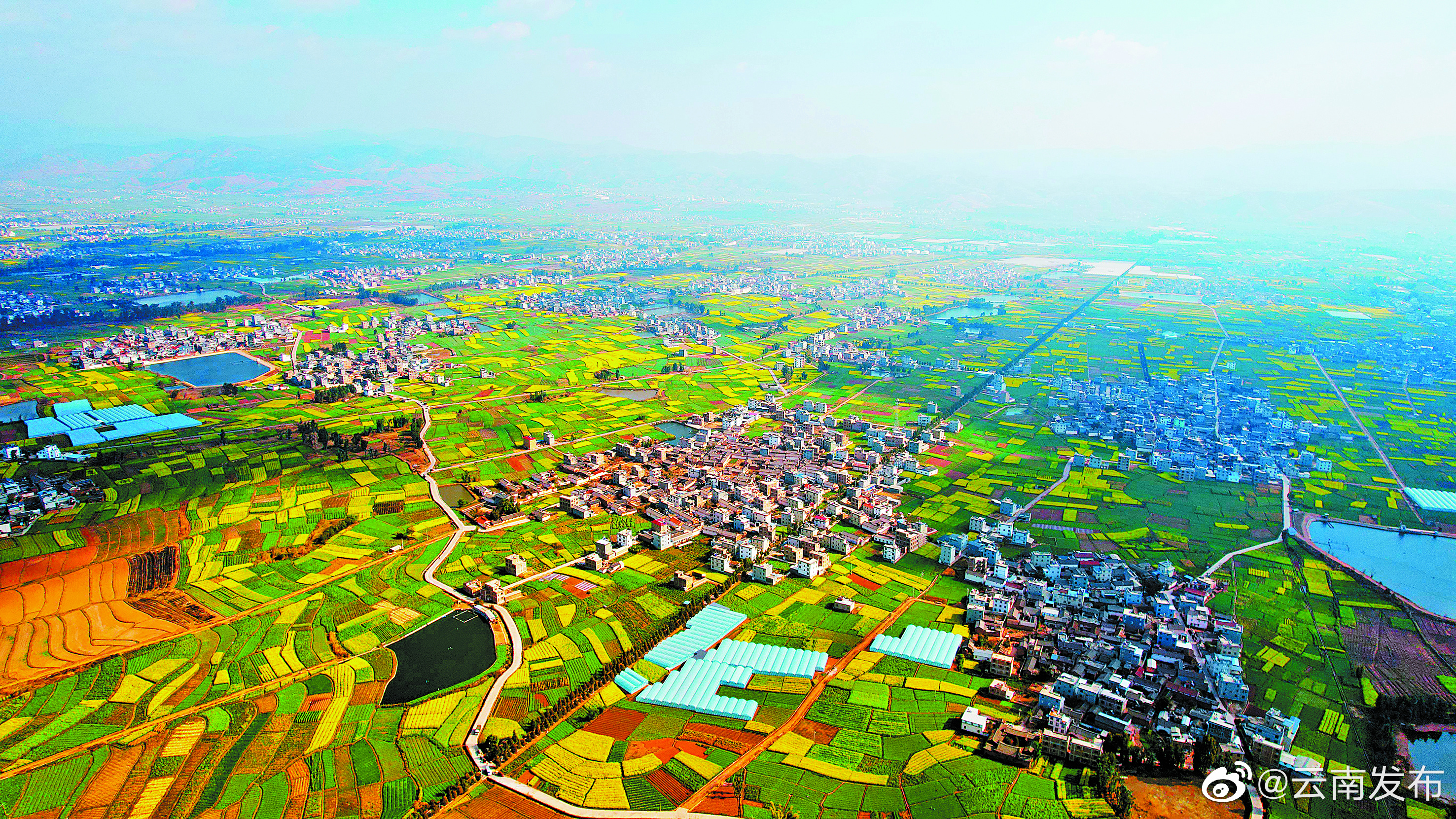 云南大理弥渡油菜花开美如画