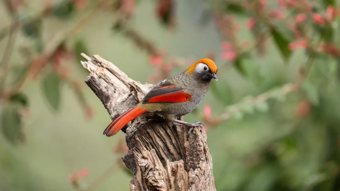 一部手机游云南