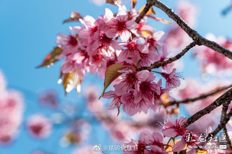 昆明信息港（微博）