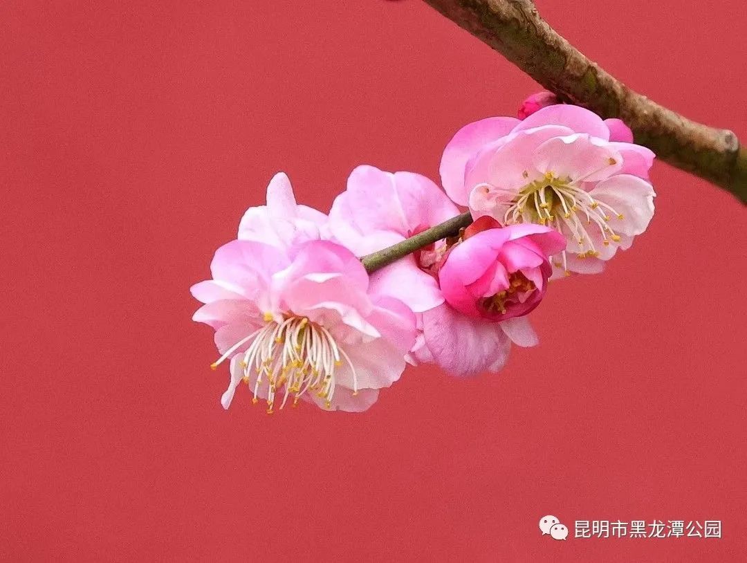 昆明市黑龙潭公园