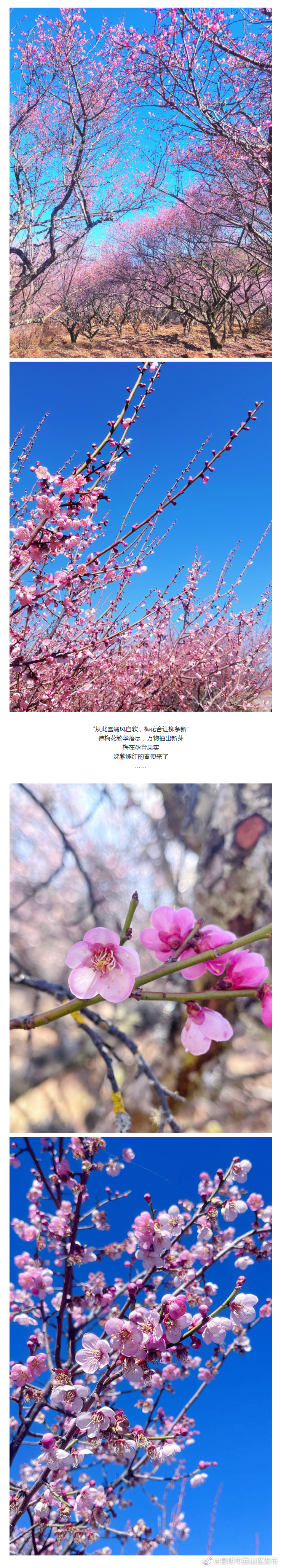 昆明市西山区发布