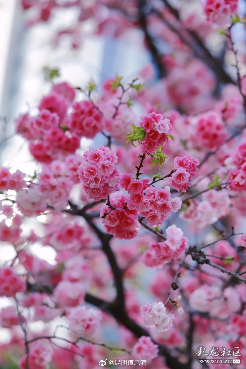 昆明信息港（微博）