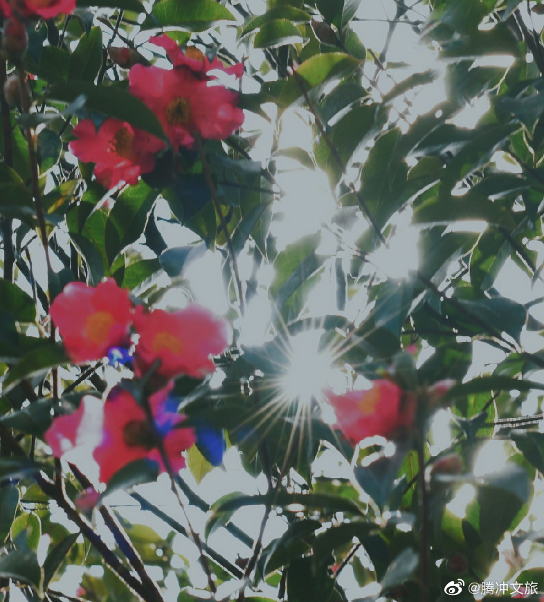 腾冲文旅微博