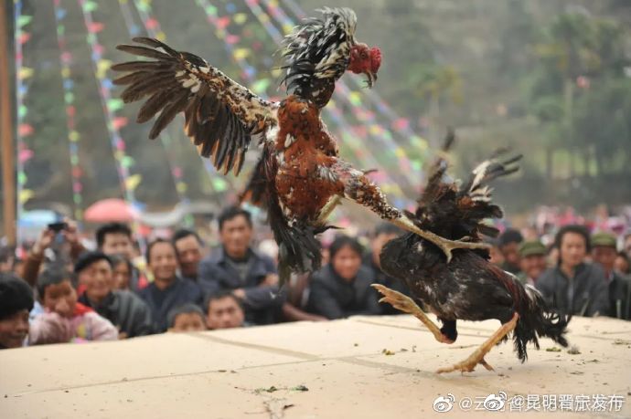昆明晋宁发布