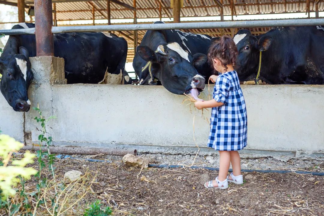 一部手机游云南