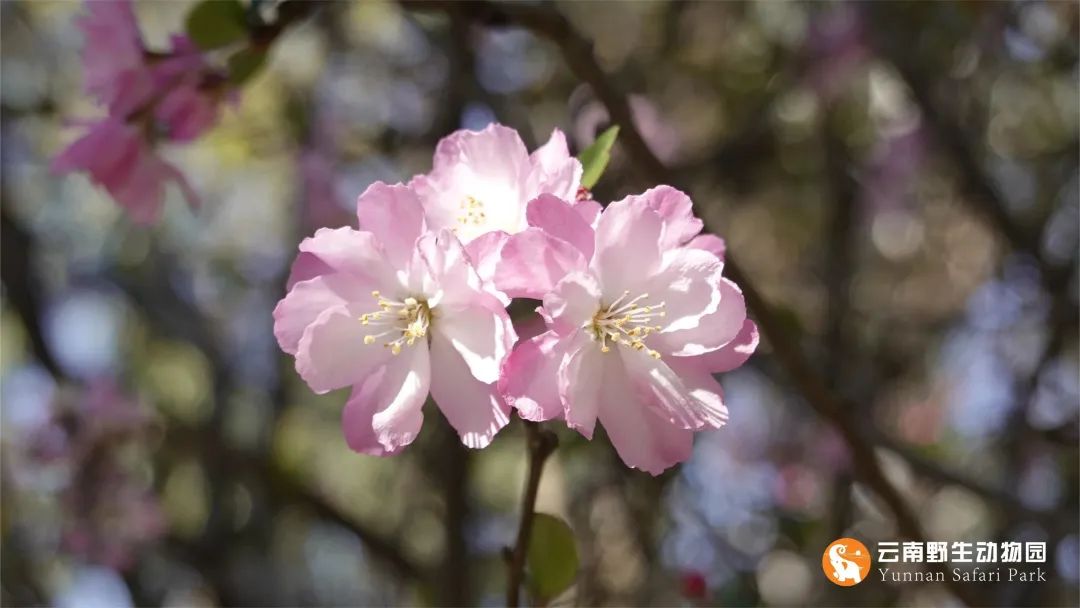 云南野生动物园