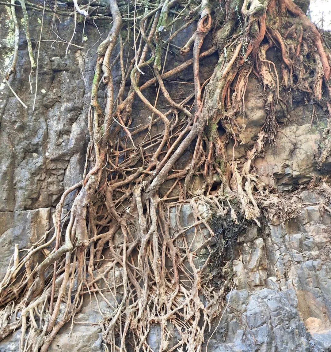云南省文化和旅游厅
