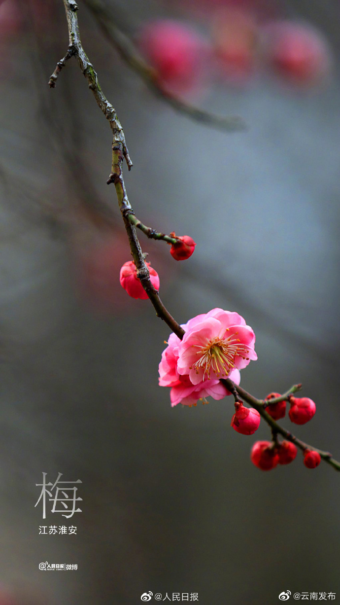 “云南发布”微博