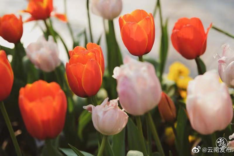 “云南发布”微博