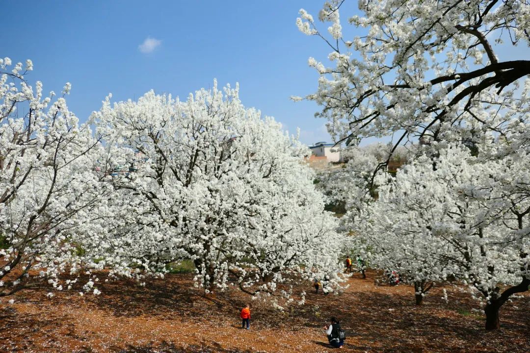 一部手机游云南