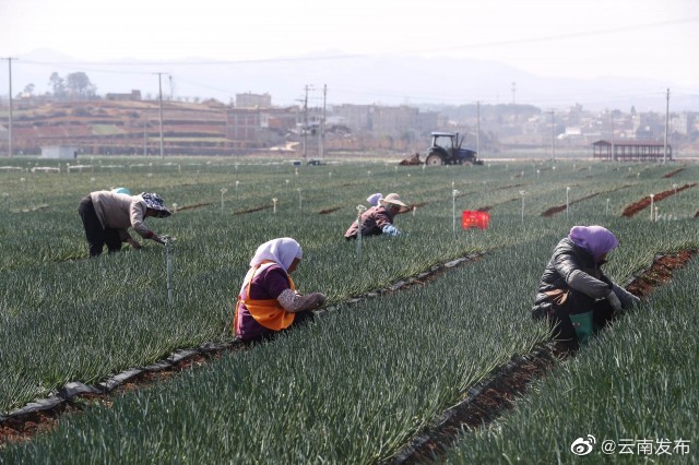 “云南发布”微博