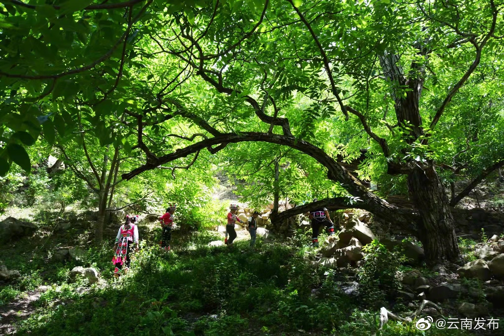 2022年云南完成营造林431万亩，种草改良85万亩