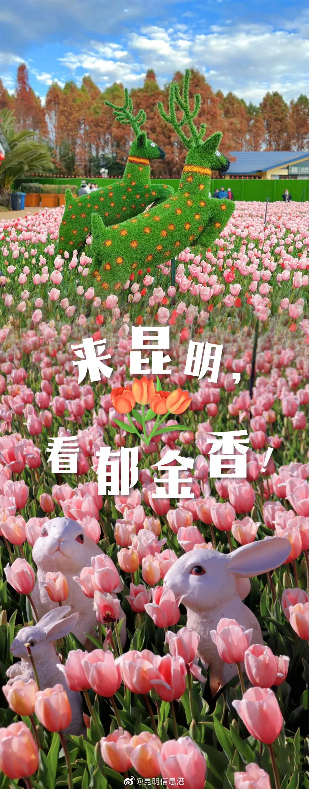 昆明信息港（微博）