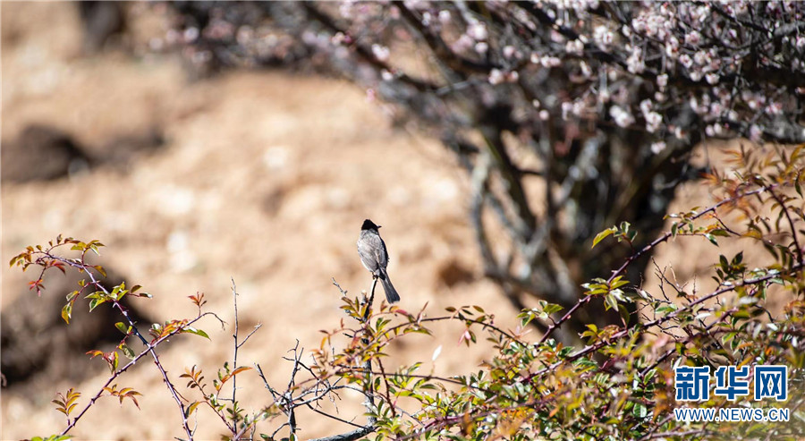 云南省文化和旅游厅