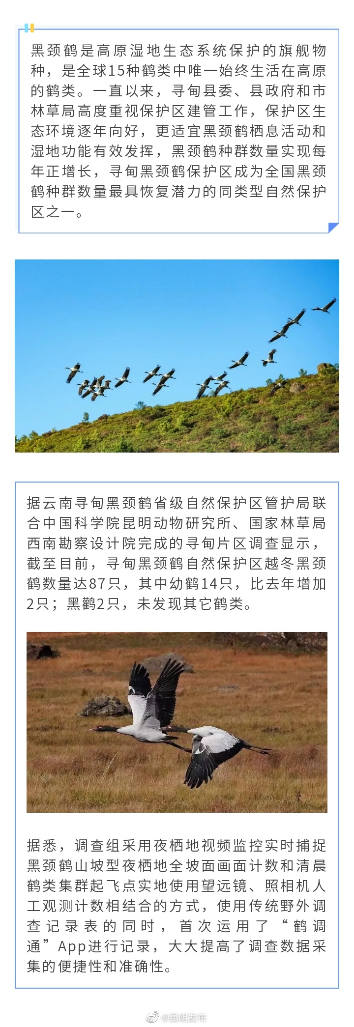 87只！抵达寻甸越冬黑颈鹤比去年新增2只