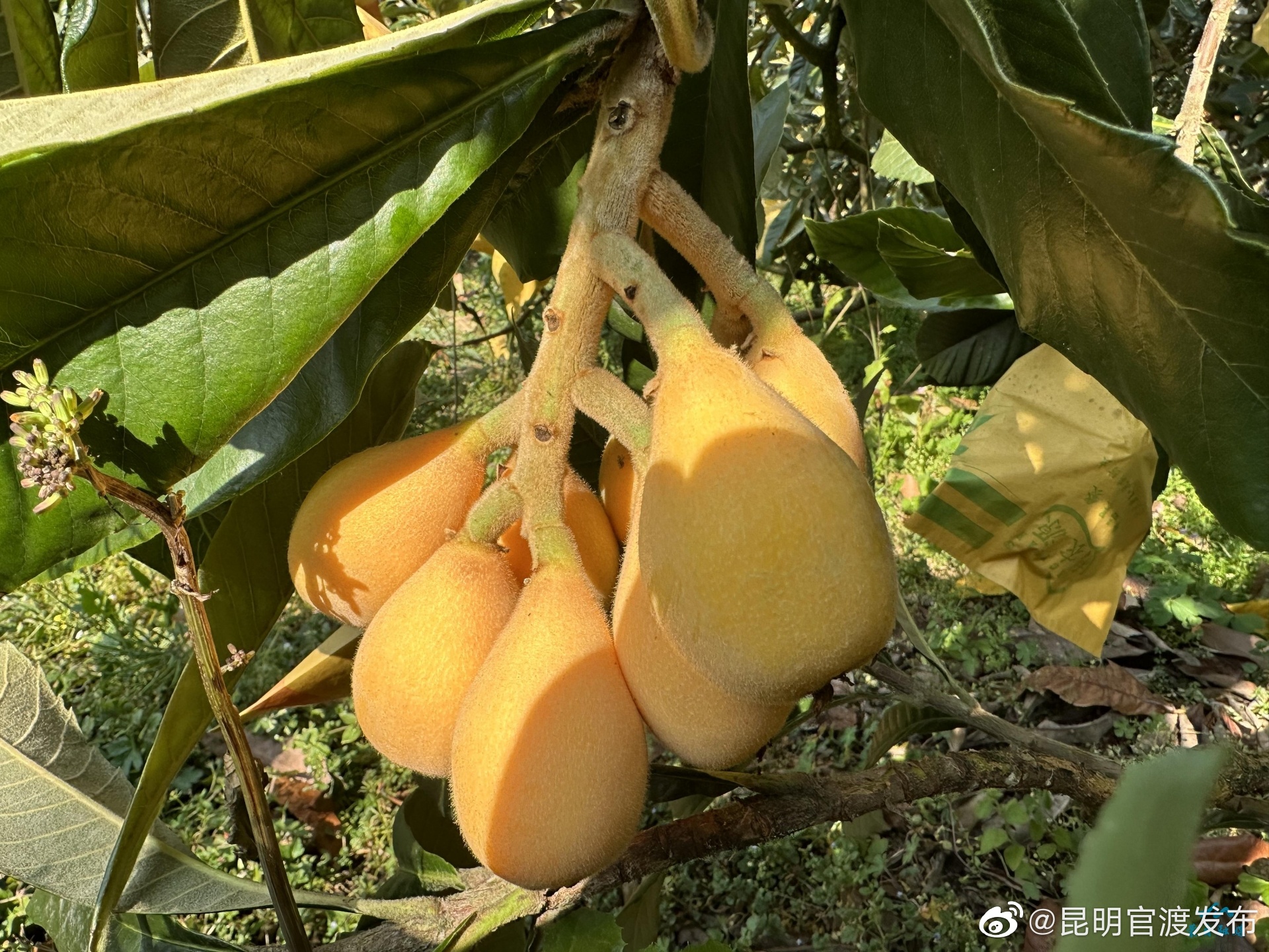 “昆明官渡发布”微博