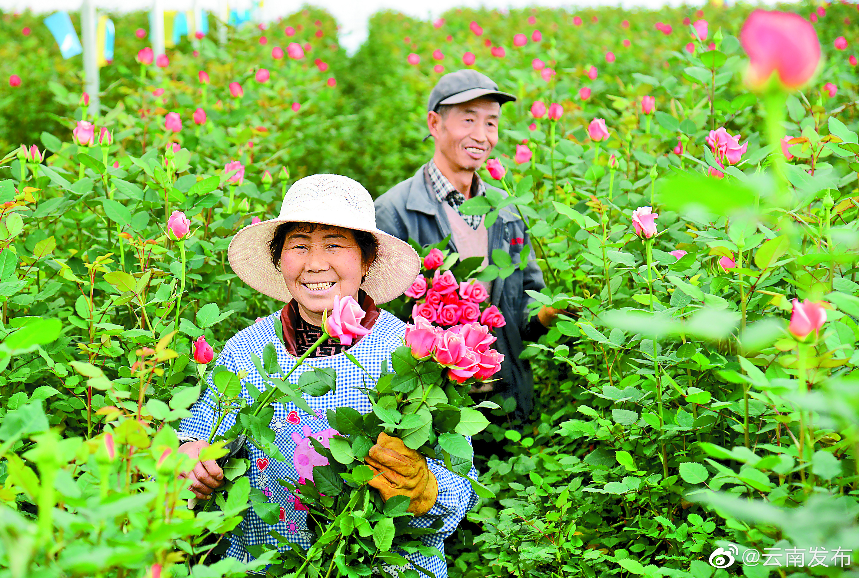晋宁花卉企业抢抓商机拓展市场