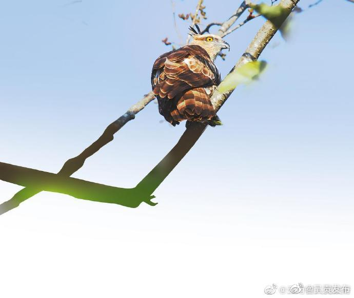 生态云南——褐冠鹃隼现身保山