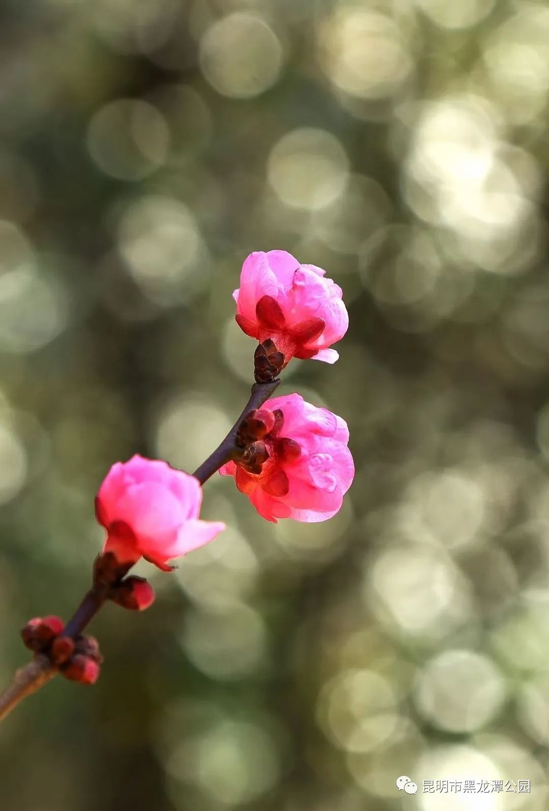 昆明市黑龙潭公园