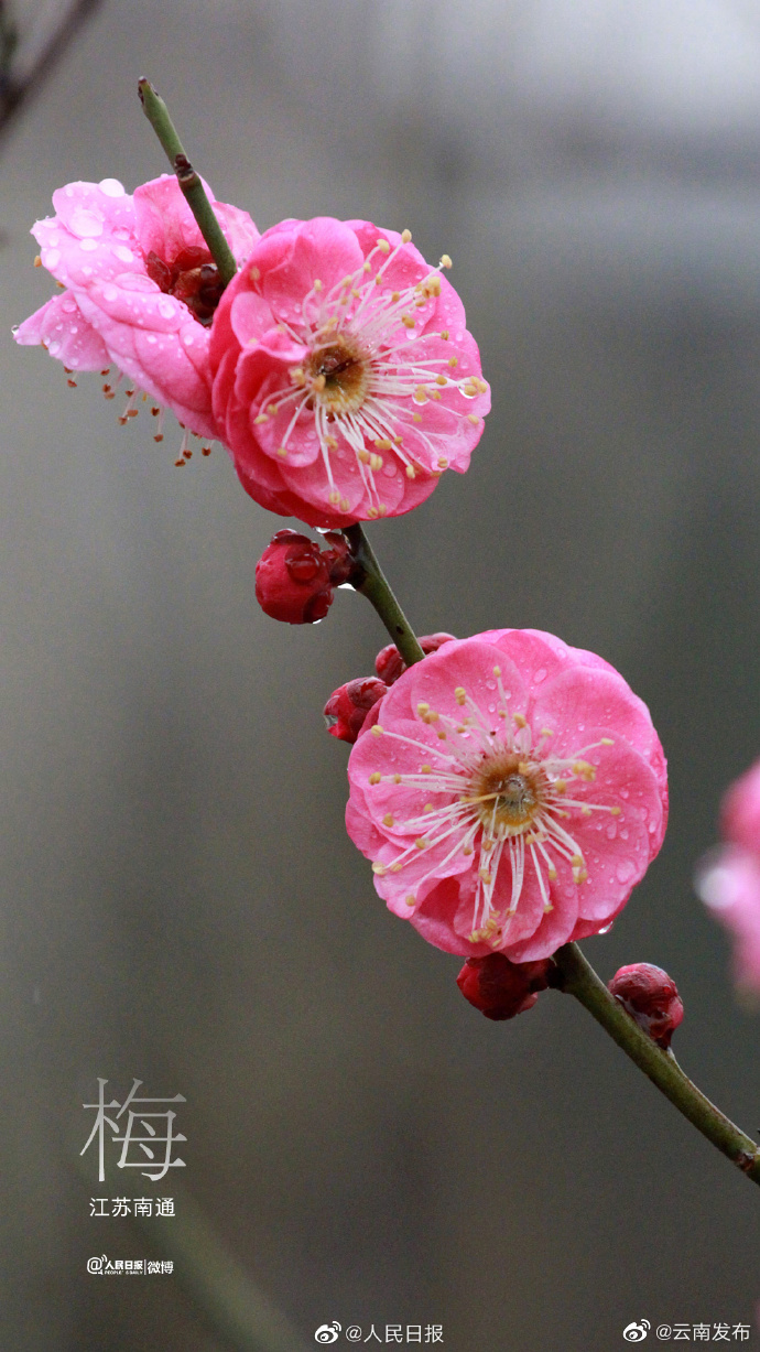 “云南发布”微博