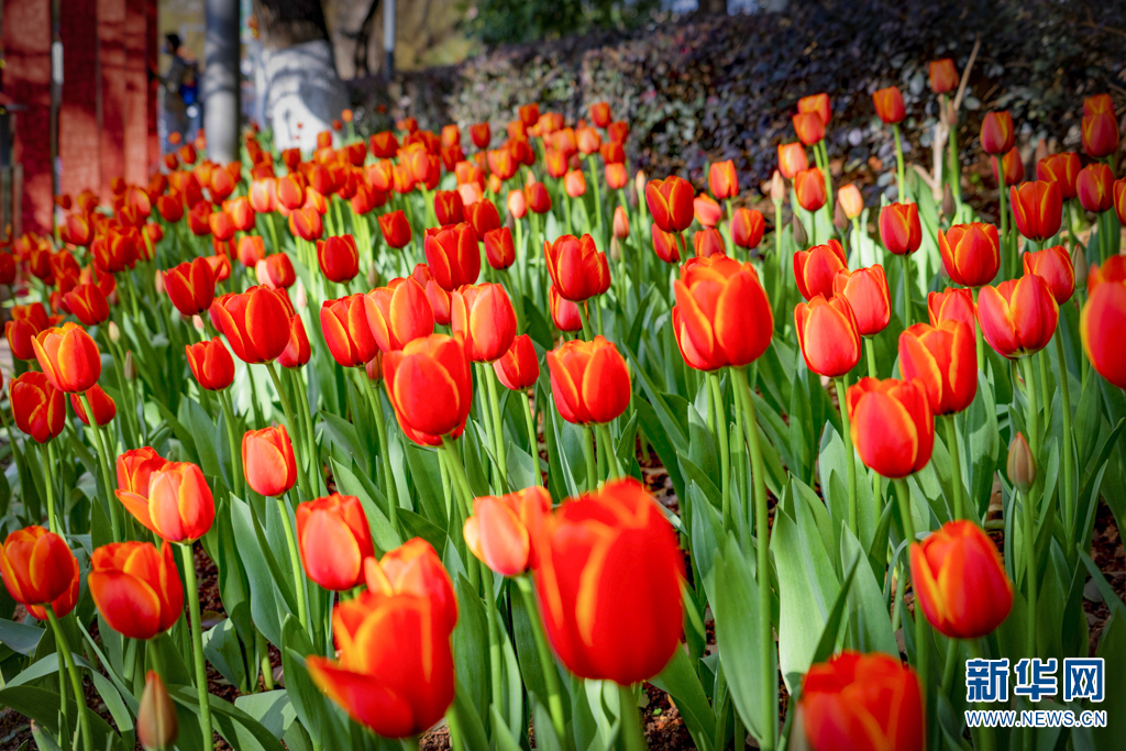 云南省文化和旅游厅