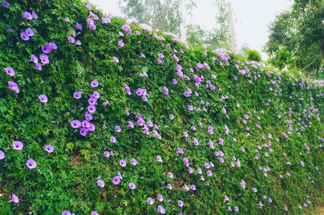 云南省文化和旅游厅