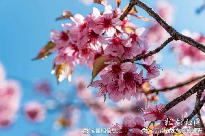 “云南发布”微博