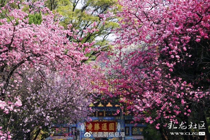 昆明信息港（微博）