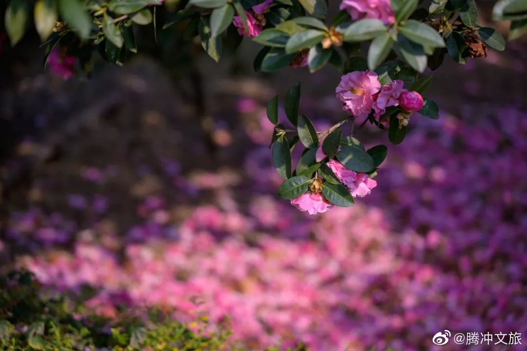 腾冲文旅微博