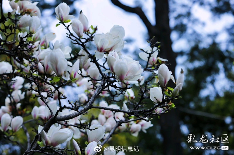 昆明信息港（微博）