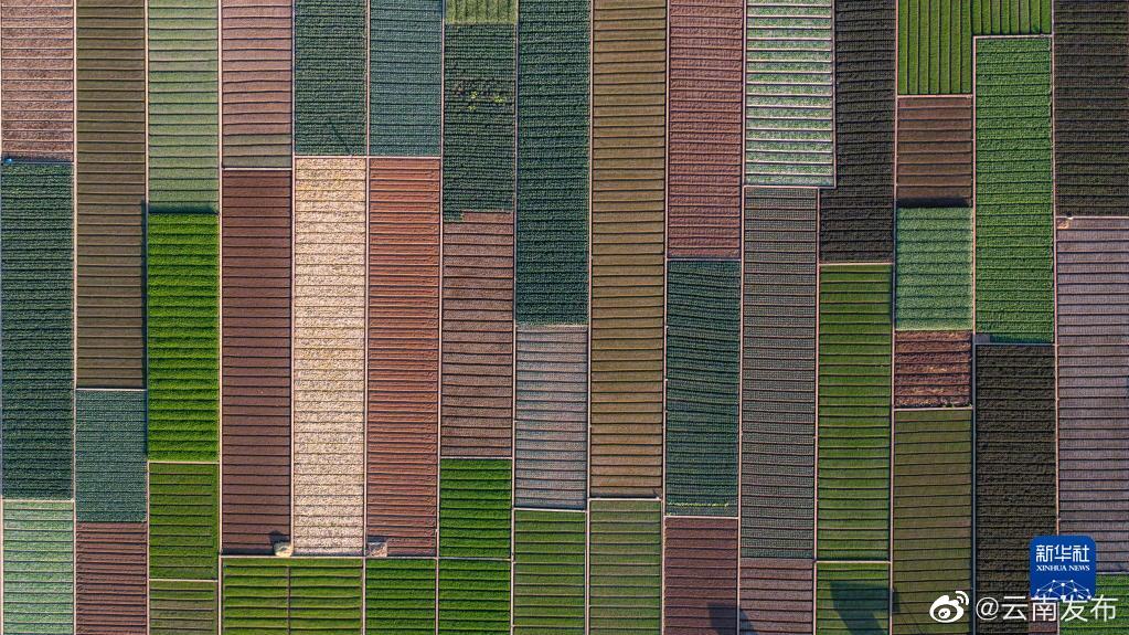 玉溪通海：早春田园风光美