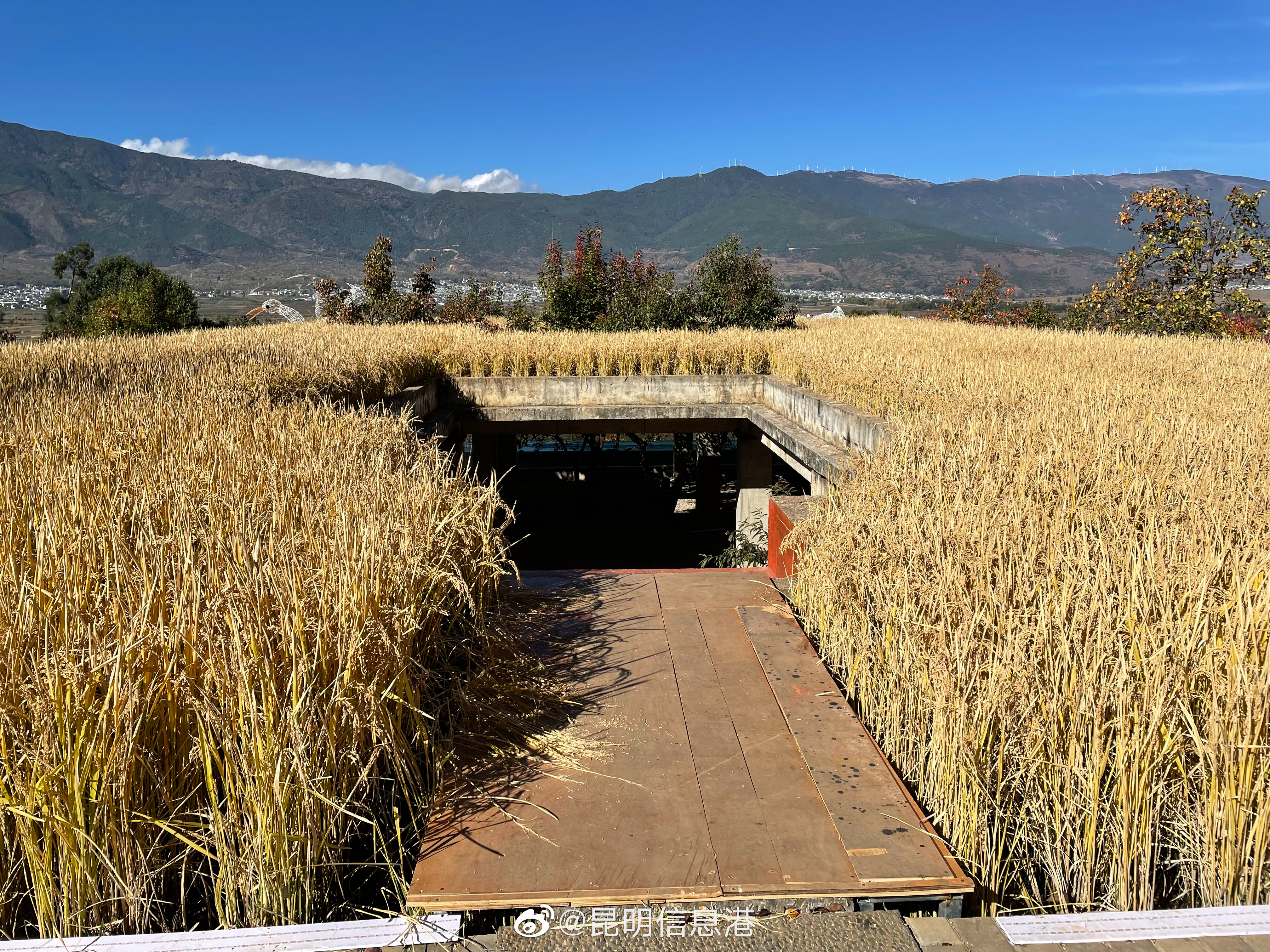昆明信息港（微博）