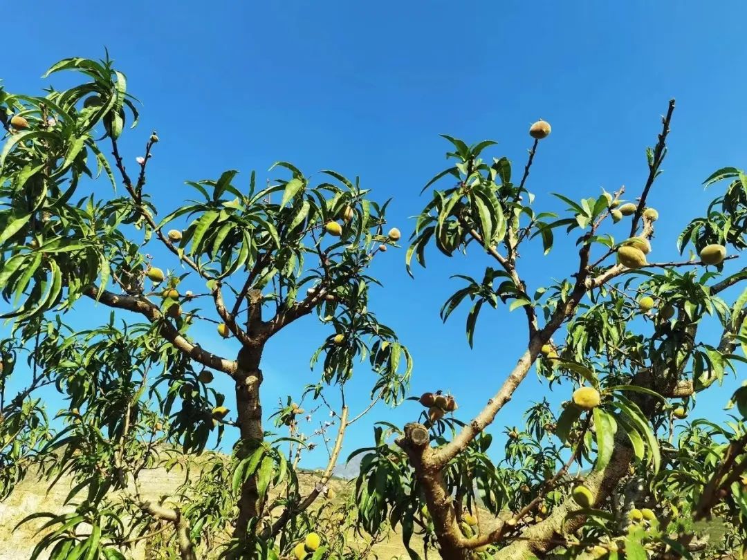 昆明市农业农村局