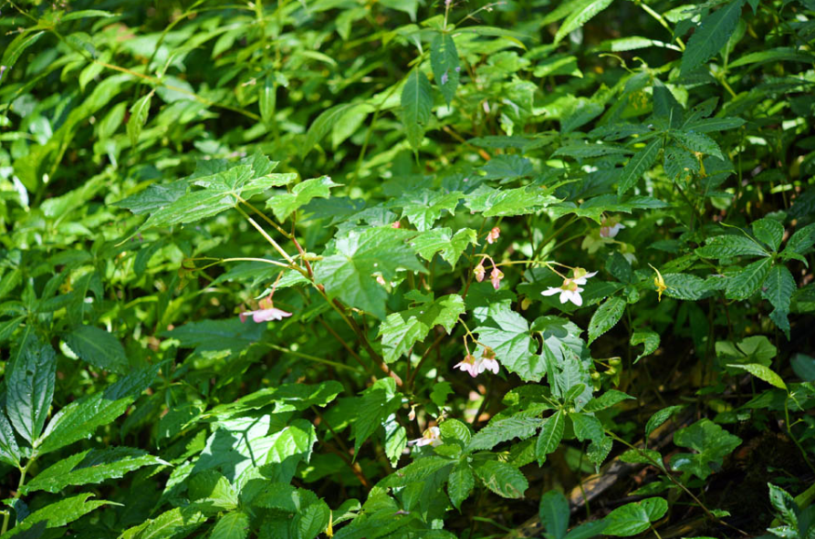 美丽云南微科普