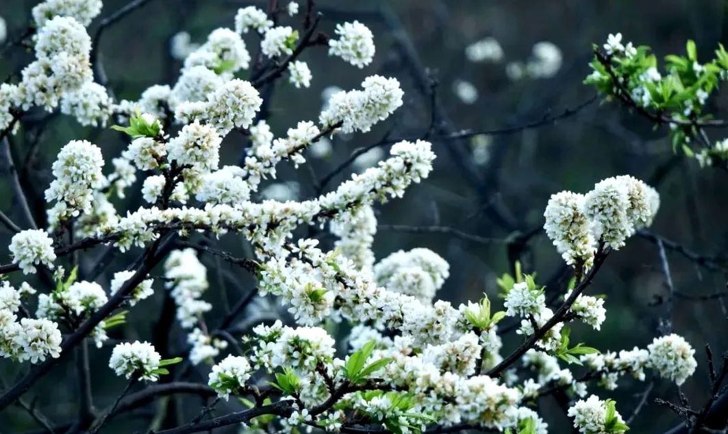 云南省文化和旅游厅