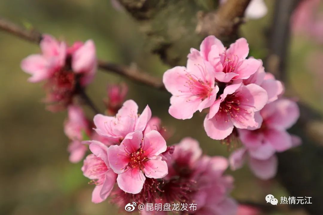 昆明盘龙发布