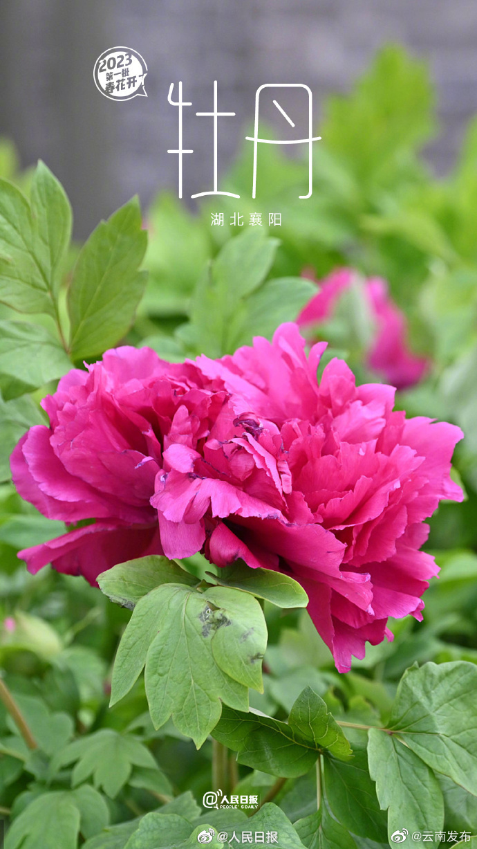 “云南发布”微博