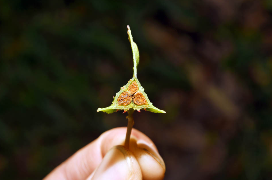 美丽云南微科普