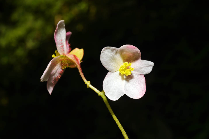 美丽云南微科普