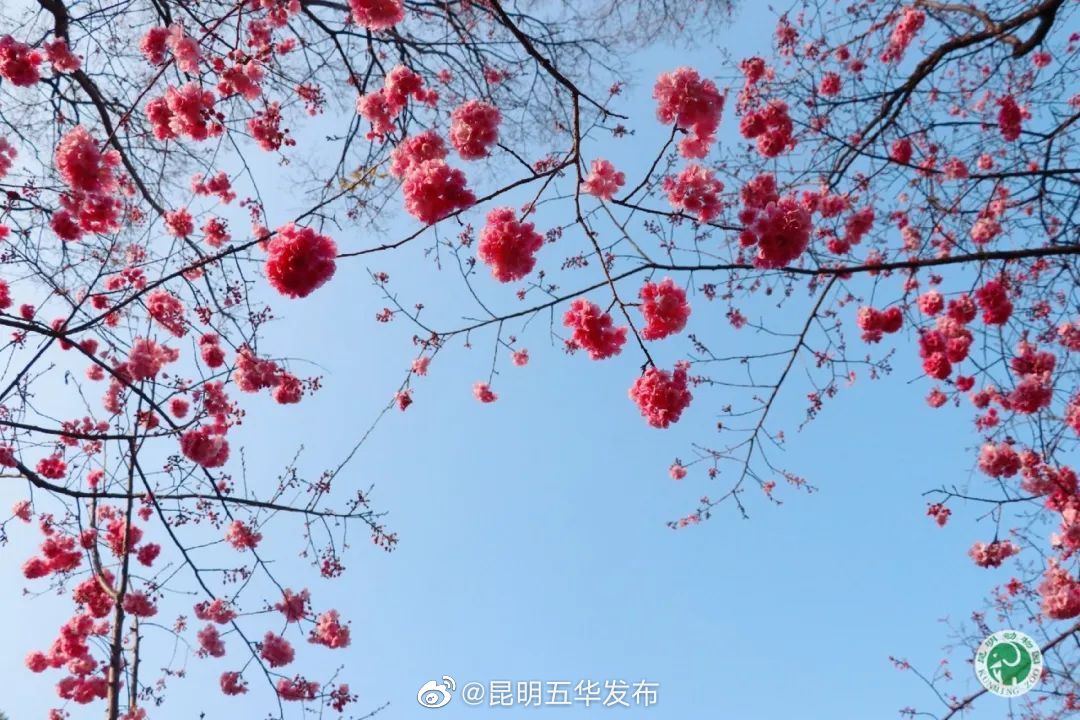 昆明五华发布