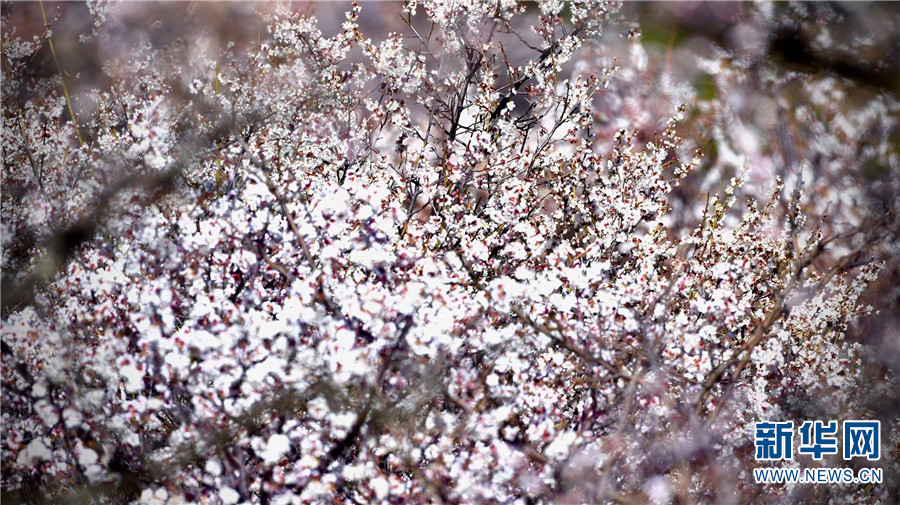 云南省文化和旅游厅