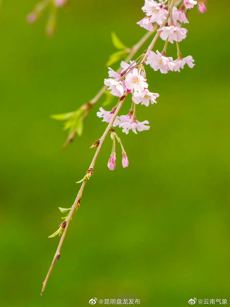 云南省未来24小时天气预报