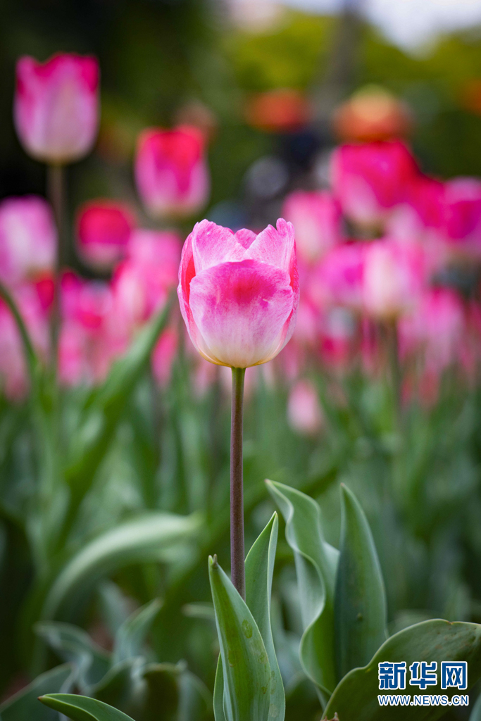 云南省文化和旅游厅