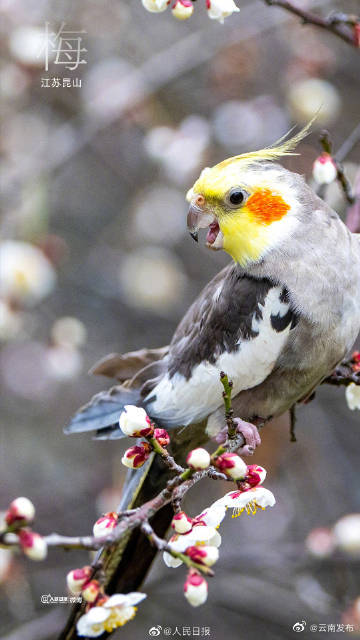 “云南发布”微博