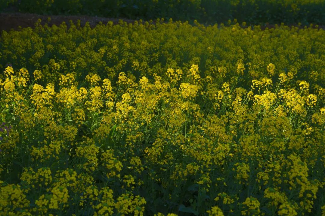 918云南交通台(微信)