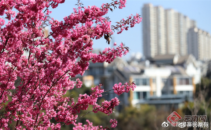 昆明安宁滇鹤红樱灿如红霞