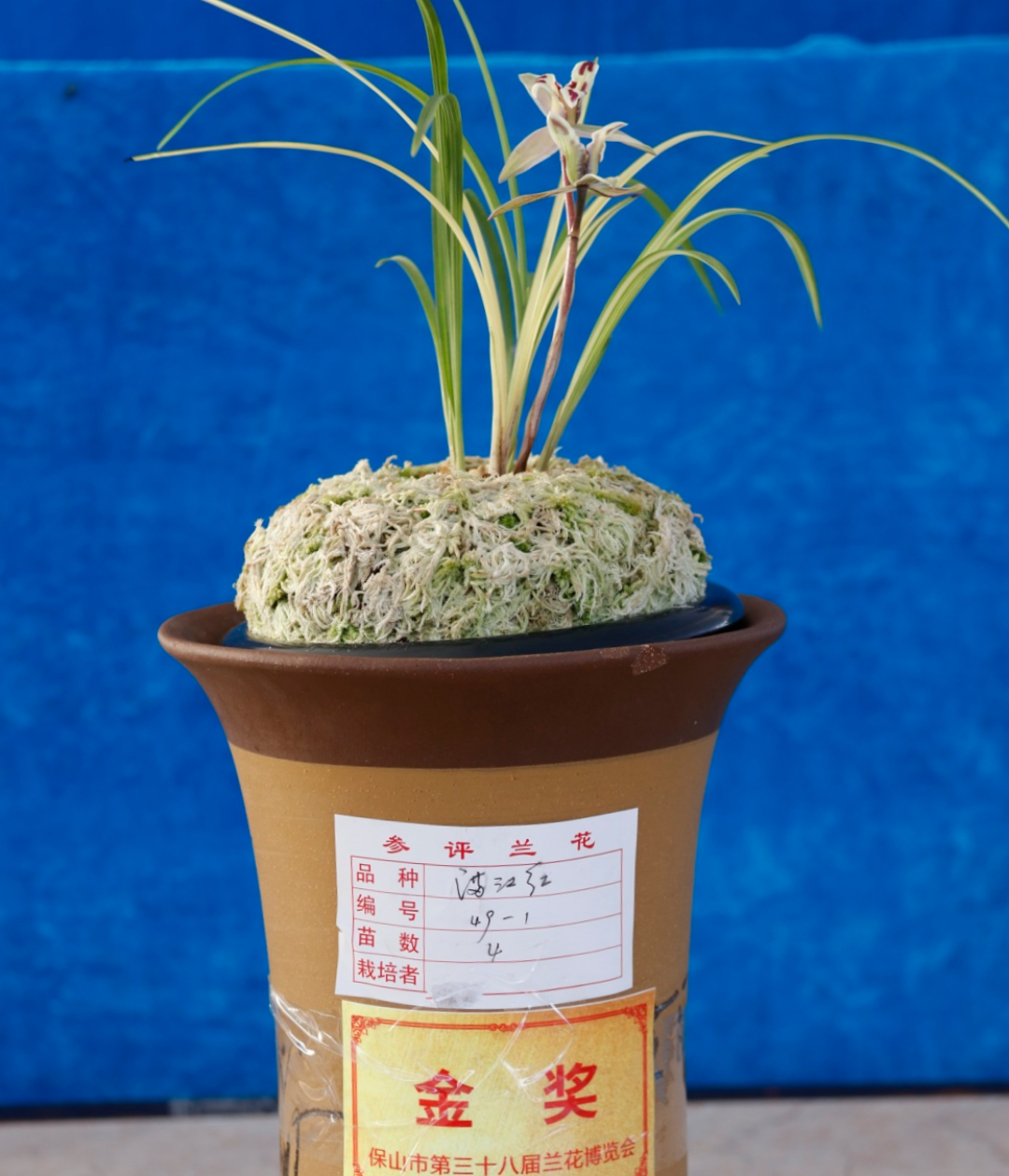 保山新闻网