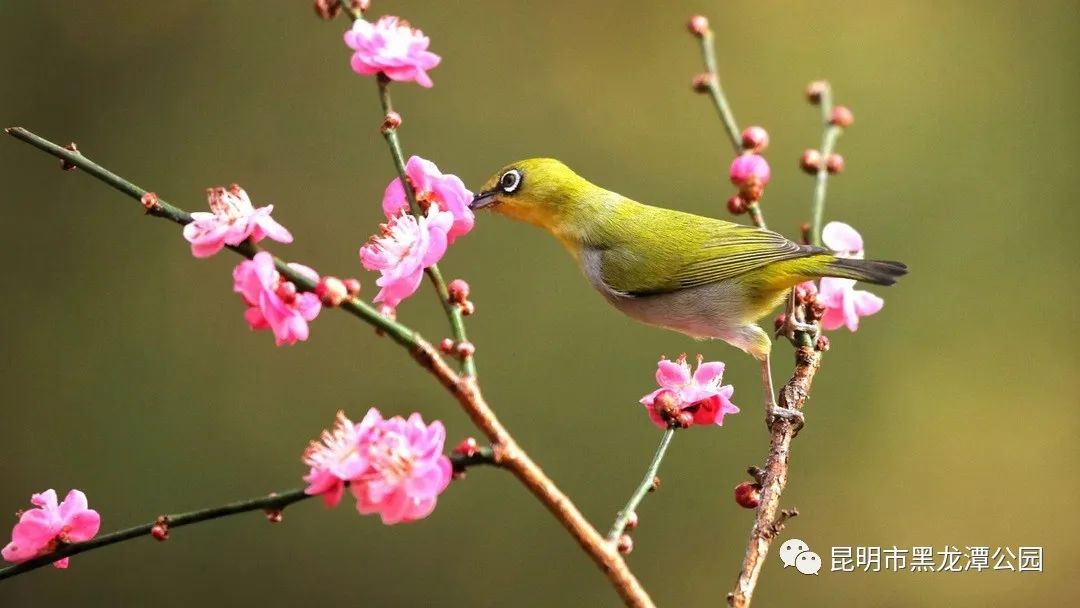 昆明市黑龙潭公园