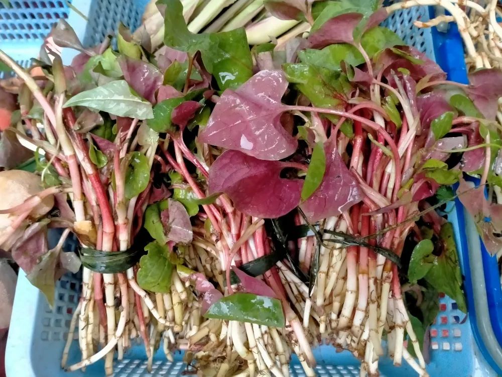 红河日报