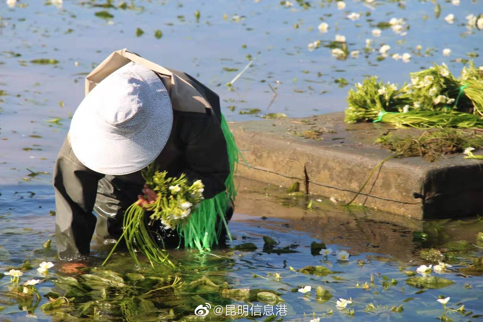 昆明信息港（微博）